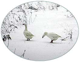 Geese in Storm
