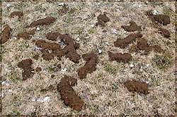 Gopher Mounds