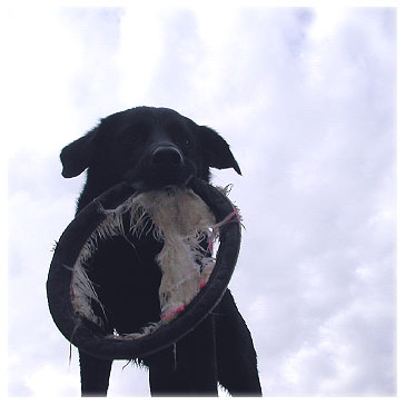 Frisbee in the Sky with Dog Fans
