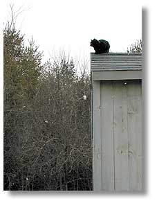 Cat on a cold tar roof