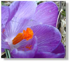 Spring sproing