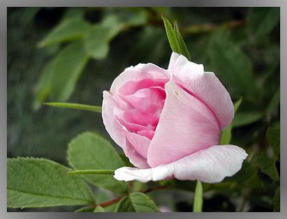 Wild Rose