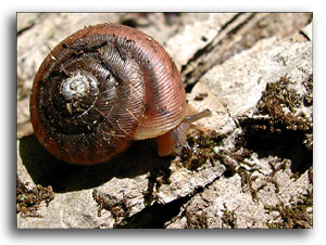 Snail