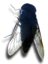 bigfly.jpg