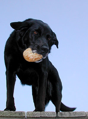 bagel buddy