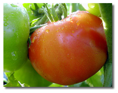 ripening.jpg