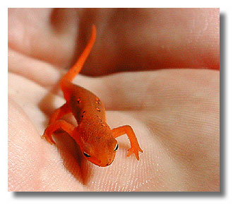 teeny red eft